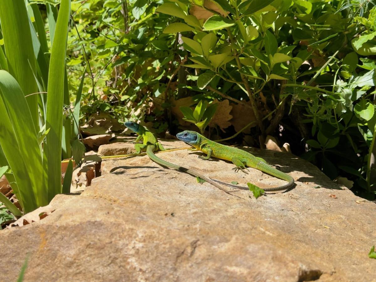 Cefalu Forest Hideout Luaran gambar